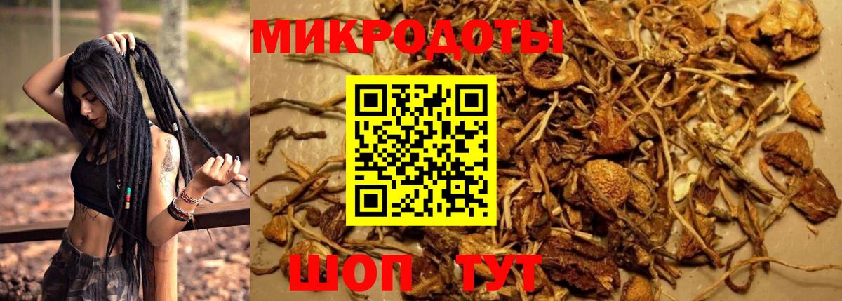 Псилоцибиновые грибы Psilocybe Свободный